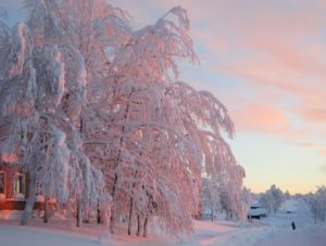 Белая берёза