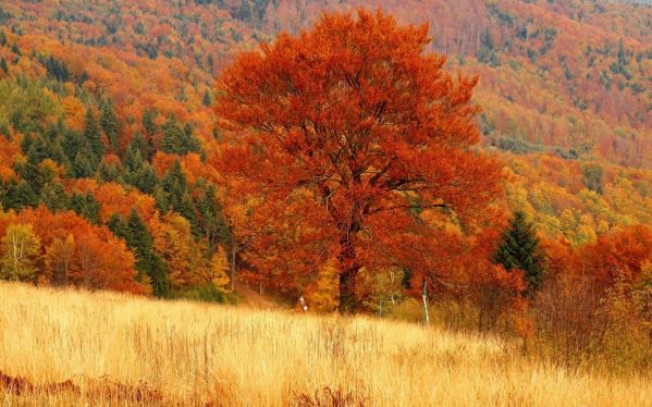 Листопад, осенний лес, осенний пейзаж, природа, осенний лес, золотая осень