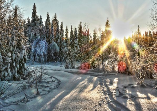Зима в лесу, солнце, Мороз и солнце
