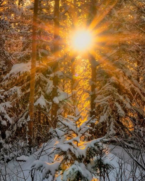 Зима в лесу, Мороз и солнце