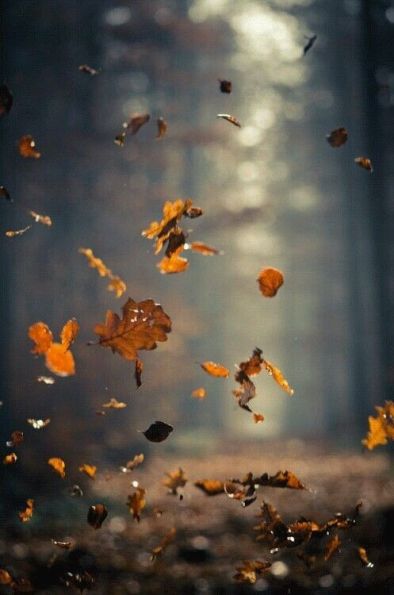 Листья падают, листопад, листья осень