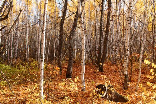 Осень, лес, осенний лес, природа осенняя