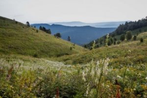 холмы лес равнина