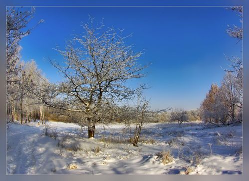 Клён ты мой опавший, клён заледенелый…