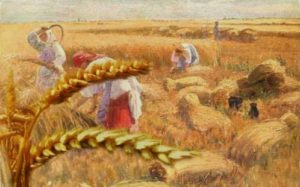 Хлеб, колосья, деревня, жатва, уборка хлеба