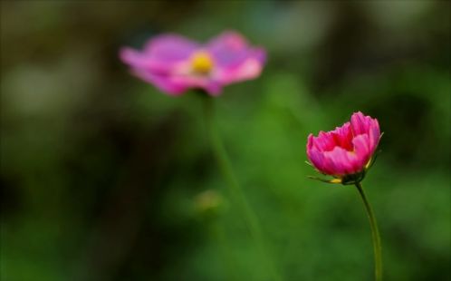 Нежный цветок, цветы космея, розовый цветок
