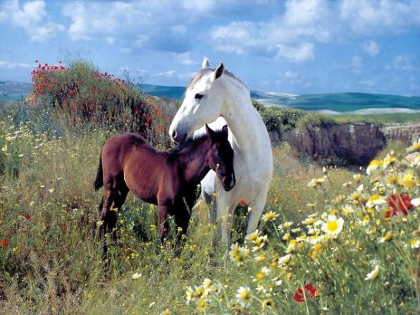 Белая лошадь и жеребёнок