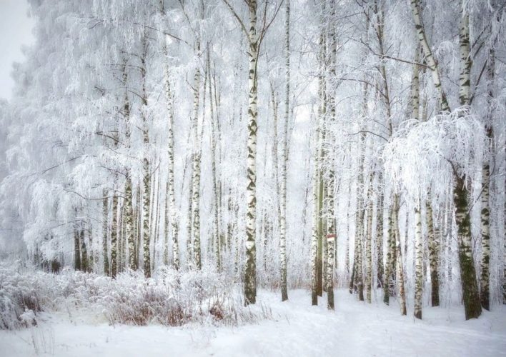 Белые березы под снегом, березовая роща зимой