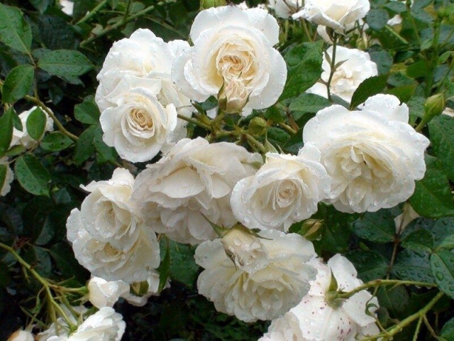 белые розы, дождь