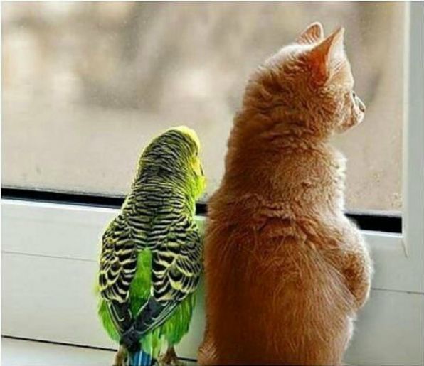 Попугай и кот ждут хозяина или хозяйку