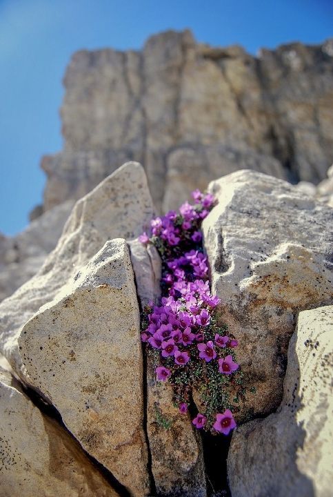 цветы на скале
