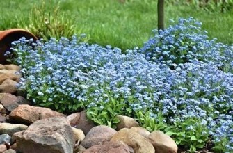 цветы незабудка