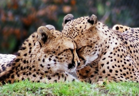 два гепарда обнявшись