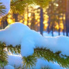 февраль, зима, снег, сосна, елка, солнце