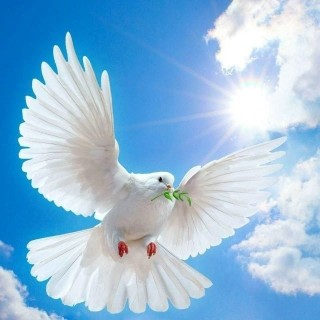 голубица голубь голубиха птичка