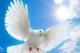 голубица голубь голубиха птичка