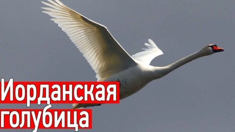 голубица стихи