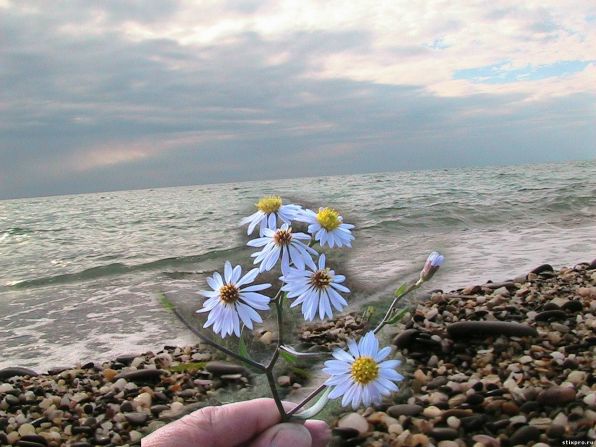 Море, ромашки, букет ромашек на море