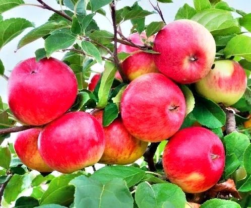 Яблоки на яблони, красивые яблоки, красивая яблонька