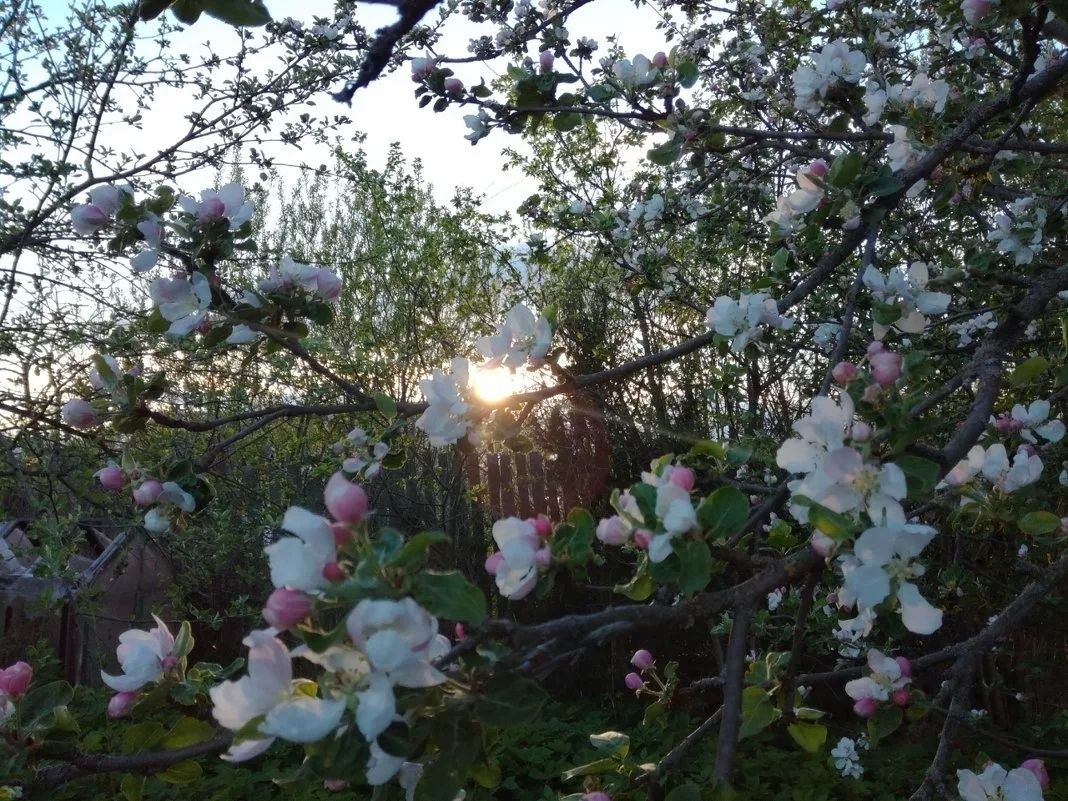 яблоневый сад ночью