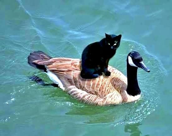 Канадская казарка и черная кошка