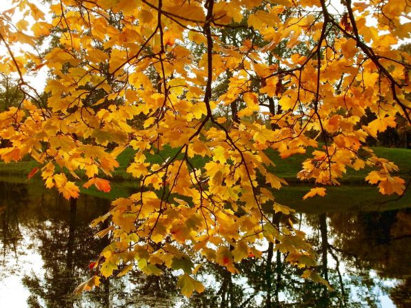 Осень, Золотая осень, березы осенью, листья березы