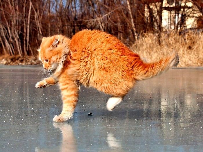 Кот на льду, котик зимой, гололёд