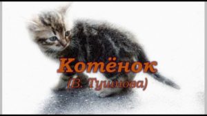Котёнок