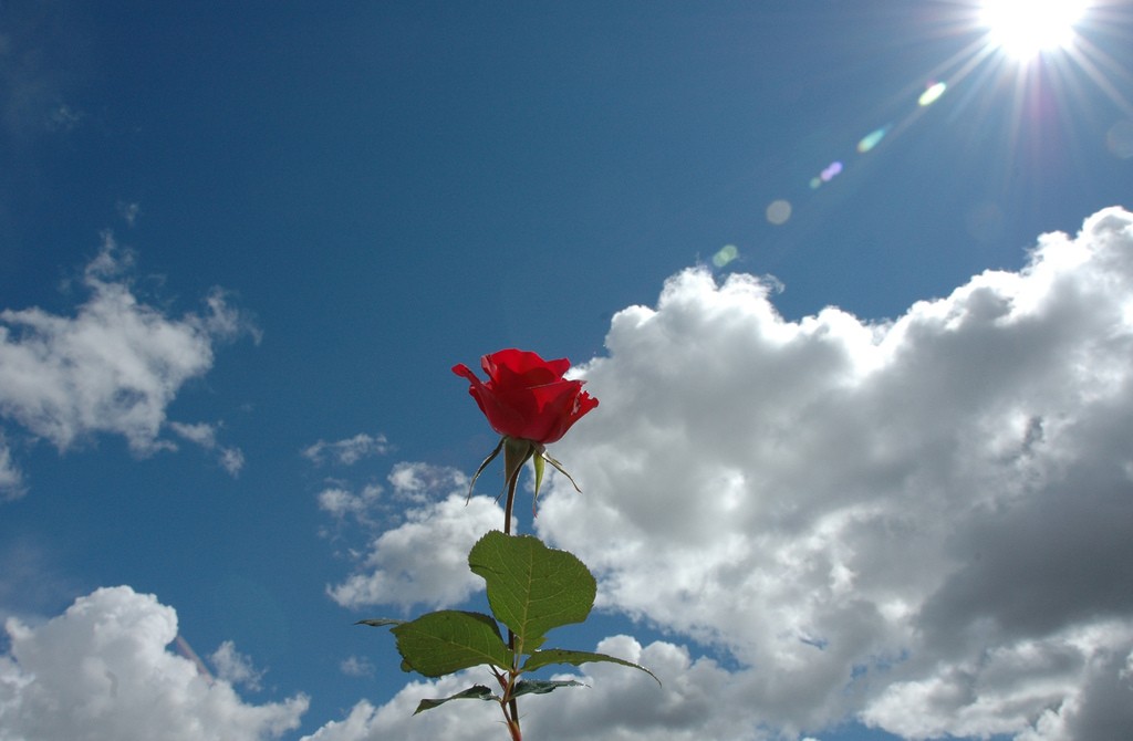 красивая роза и небо