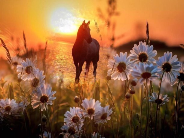 Красивый рассвет, лошадь в ромашках