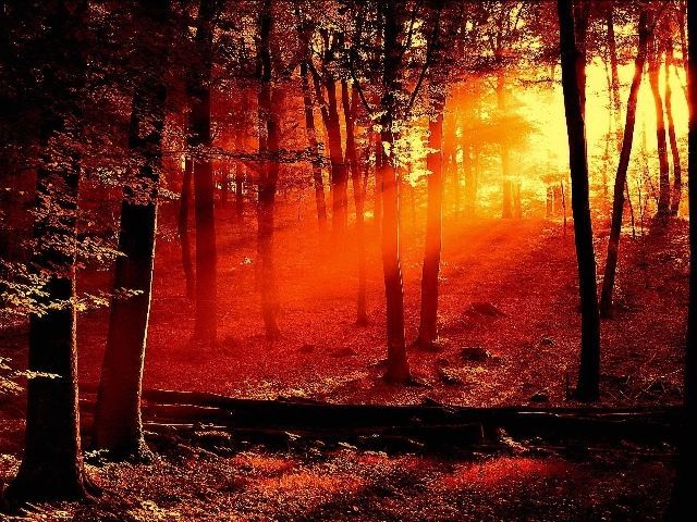 красный рассвет в лесу