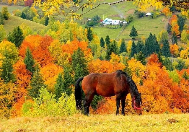 Красотка Осень и рыжая лошадь, рыжий конь