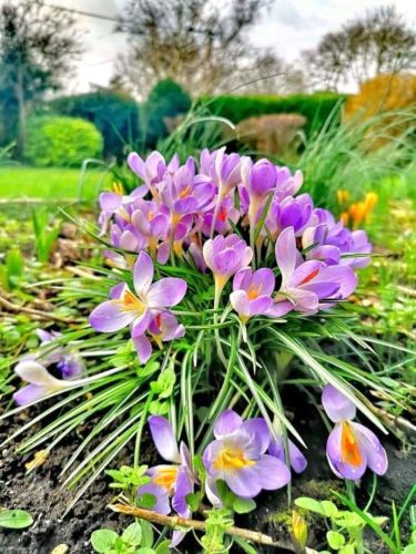 Крокус, фиолетовый - первые весенние цветы