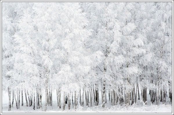 Кружевной лес зимой