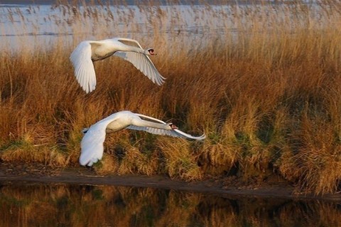 лебеди осень птицы природа