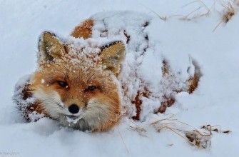 лиса лисица природа снег