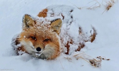 лиса лисица природа снег