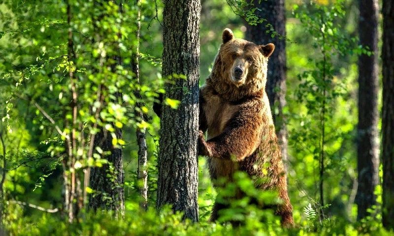 Медведь в тайге