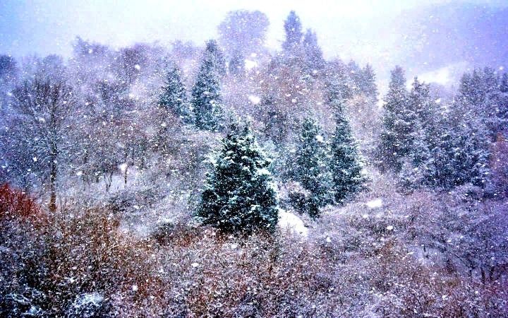 Метель в лесу, снег, вьюга в лесу