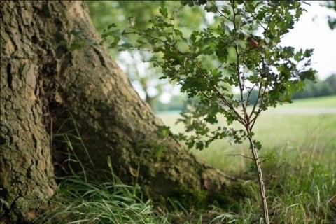 молодое старое дерево дуб