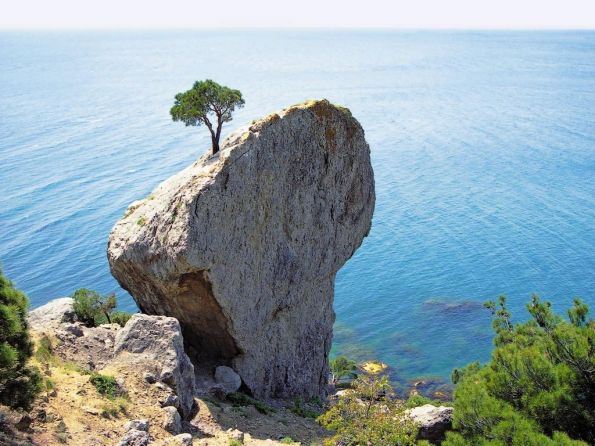 Море, дерево на камне