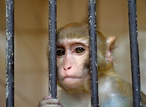 обезьянка в клетке