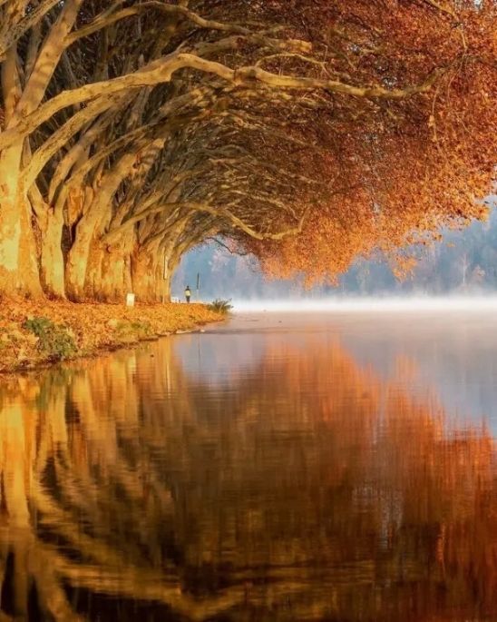 красивая природа, золотая Осень, аллея, река, отражение в реке, деревья, золотая осень