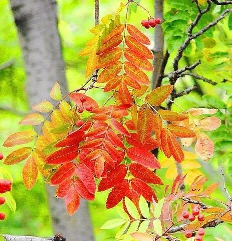 Осень, листья рябины, осенний пейзаж
