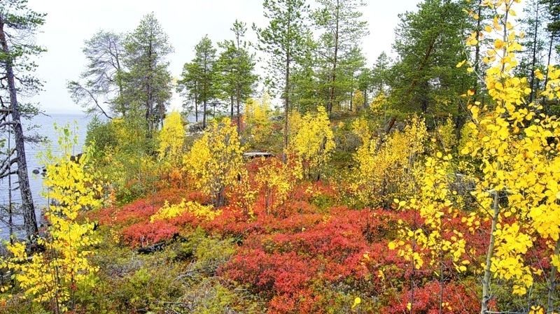 Осень, осенний лес, пейзаж, Золотая осень