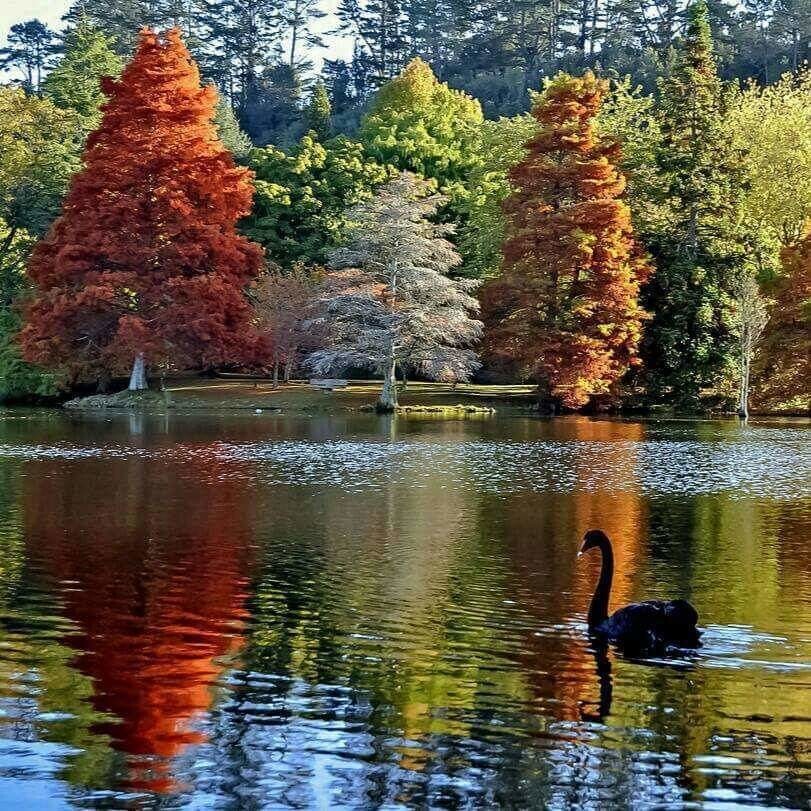 осень, речка, черный лебедь