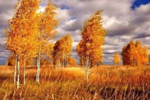 Осень золотая, Березы осенние, березка осенью