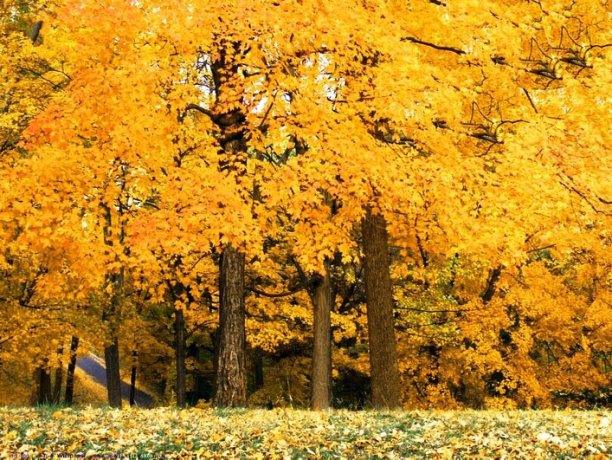Осень золотая, желтые листья