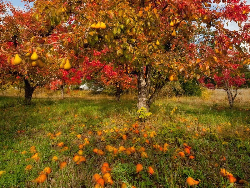 Осенний сад, упавшие груши на земле, пейзаж