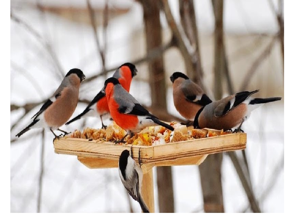 покормите птиц